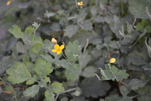 Gula Blommor Celandine Bakgrund Grã Blad — Stockfoto