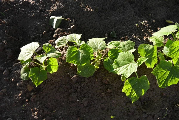 Ground Grows One Row Green Leaves Cucumbers Cucumber Seedlings Sun — Stock Photo, Image