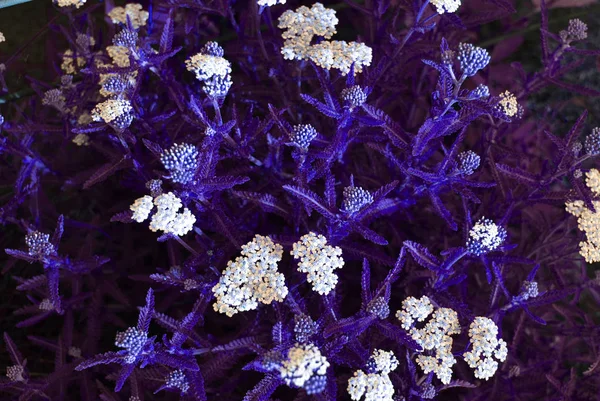 Beautiful flowers of white yarrow with sun rays.