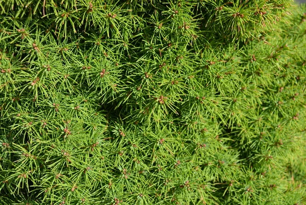 Bellissimi Aghi Dal Nuovo Albero Anno Abete Rosso Pino Con — Foto Stock