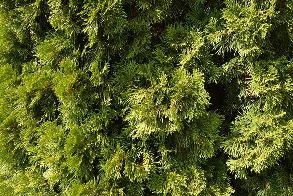 Fondo Verde Brillante Una Hoja Árbol Con Thuja Con Luz — Foto de Stock