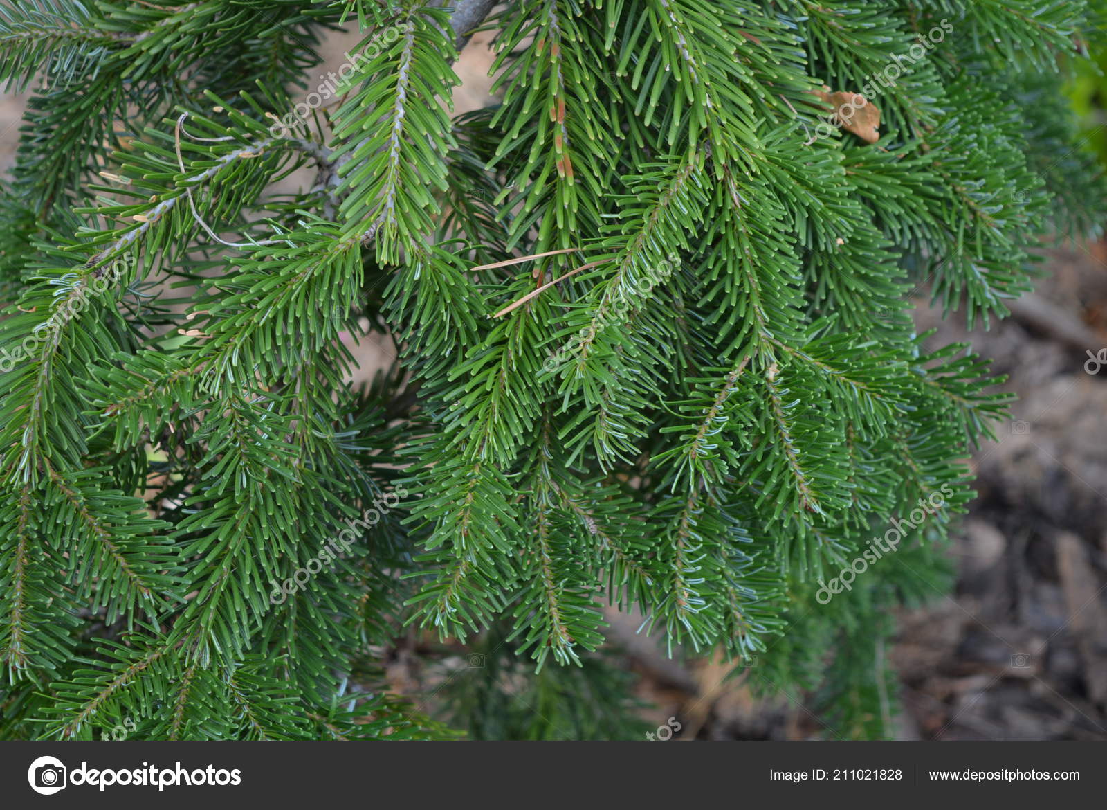 Small Decorative Green Tree Spruce Beautiful Branches Stock