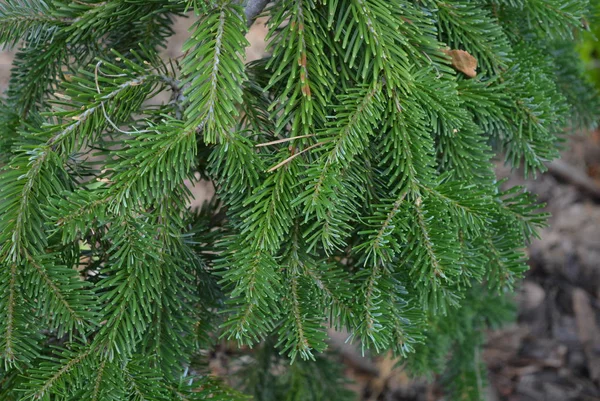 Ein Kleiner Dekorativer Grüner Baum Eine Fichte Mit Schönen Ästen — Stockfoto
