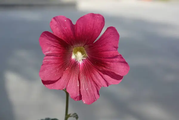 Fiore Margarita Colore Ciliegia Con Petali Riflettenti Nucleo Bianco Con — Foto Stock