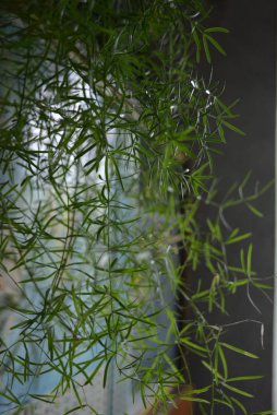 Güzel dalları ile küçük yeşil bir ev çiçek yaprakları bir pencere arka plan üzerinde.