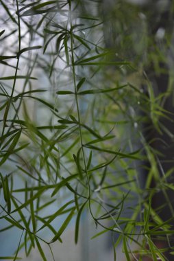 Güzel dalları ile küçük yeşil bir ev çiçek yaprakları bir pencere arka plan üzerinde