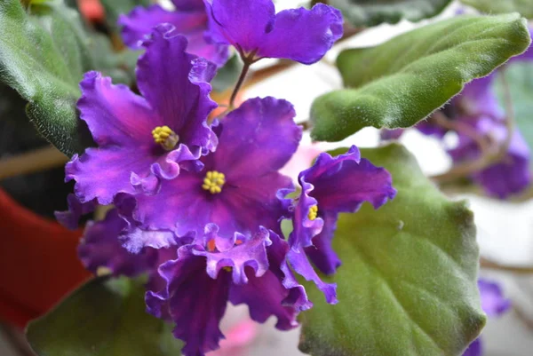 Beautiful Home Flower Violet Cosmic Legend Purple Raspberry Flowers Buds — Stock Photo, Image