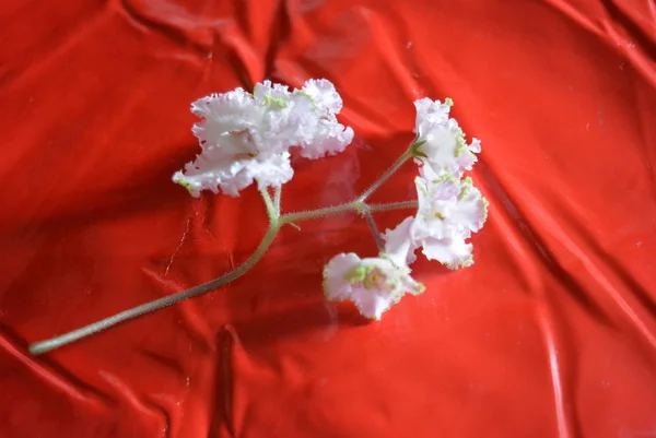 Beautiful flowers of a branch of violets curly flowers of white color with a red glossy background with bends