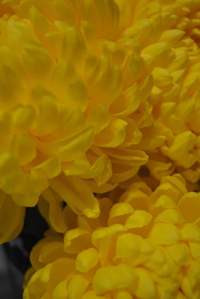 Красивая Осень Украинские Цветы Желтые Хризантемы Большими Веселыми Желтыми Соцветиями — стоковое фото