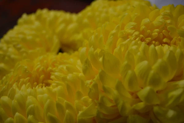 Красиві Осінні Українських Квіти Жовтий Хризантема Нирки Великих Веселий Жовті — стокове фото