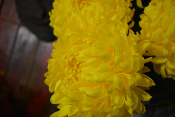 Красиві Осінні Українських Квіти Жовтий Хризантема Нирки Великих Веселий Жовті — стокове фото