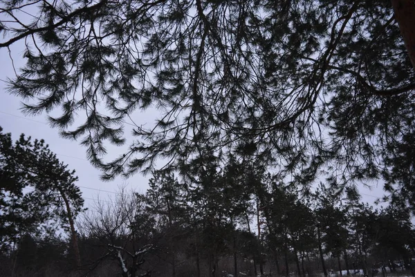 Güzel Kış Çam Ormanı Ile Güzel Tepeler Höyük Ile Kar — Stok fotoğraf