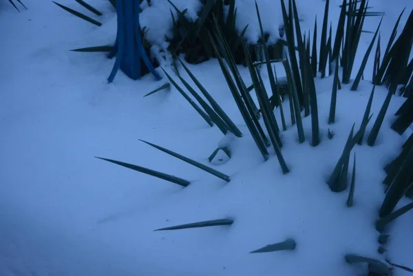 緑の花と雪のカバーの下 雪に覆われた瓦礫の下の植物 — ストック写真