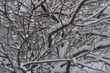 Şube ve ağaçların altında güzel kış twigs sokak, karla kaplı kış üzerinde beyaz kar kar