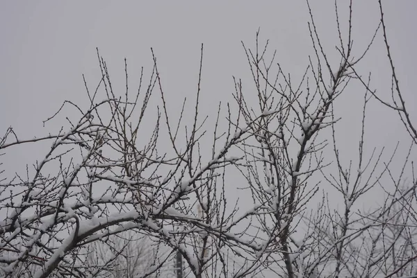 白い雪 雪に覆われた冬の雪の枝および美しい冬の下で木の小枝 — ストック写真