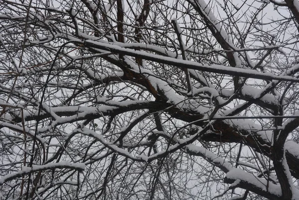 Şube Ağaçların Altında Güzel Kış Twigs Sokak Karla Kaplı Kış — Stok fotoğraf