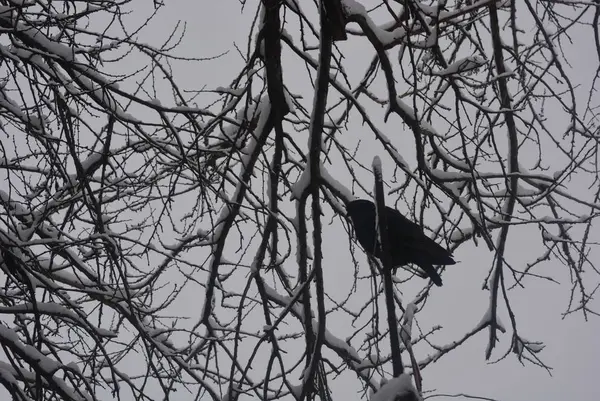 Black hungry dove in the cold winter snow season on the branches of winter trees with snow