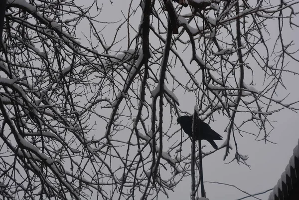 Black Hungry Dove Cold Winter Snow Season Branches Winter Trees — Stock Photo, Image