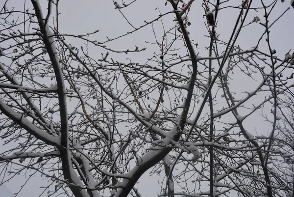 白い雪 雪に覆われた冬の雪の枝および美しい冬の下で木の小枝 — ストック写真