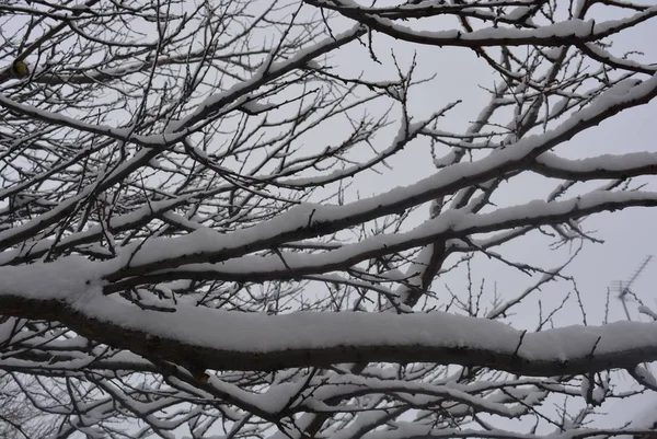 树枝和树枝下的冬天美丽的雪在街上 白雪覆盖的冬天 — 图库照片