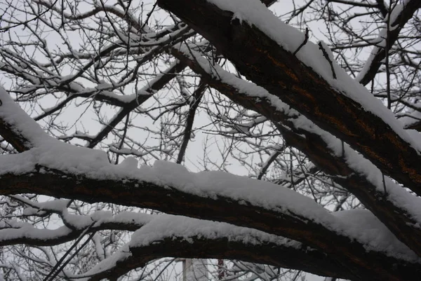 白い雪 雪に覆われた冬の雪の枝および美しい冬の下で木の小枝 — ストック写真