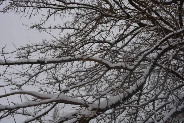 树枝和树枝下的冬天美丽的雪在街上 白雪覆盖的冬天 — 图库照片