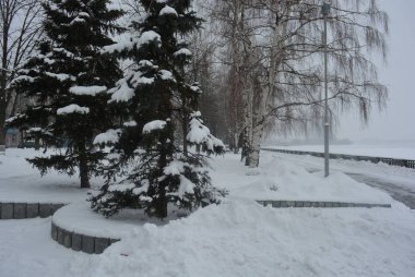 Ağaç, ağaç ve beyaz kar kış güzel sahil. Setin şehir Dnipro Dinyeper Nehri boyunca