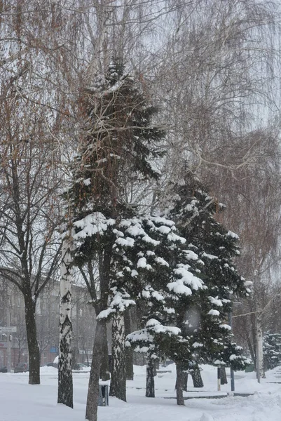 Winter Mooie Promenade Met Berken Bomen Witte Sneeuw Dijk Langs — Stockfoto