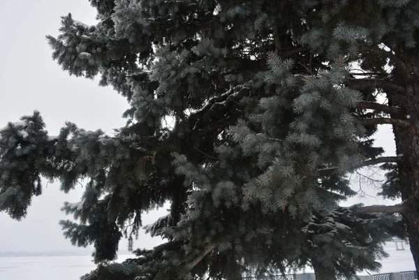 Wunderschöner Schnee Auf Grünen Hellen Weihnachtsbäumen Tannenbäumen Mit Weißem Bedecktem — Stockfoto