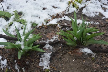 Sokak çiçekleri, eriyen kar ile kış tan sonra yeşil laleler.