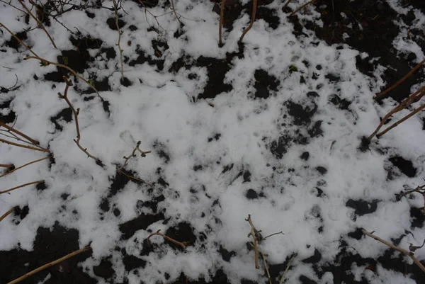 Black earth with melting white snow, spring time period