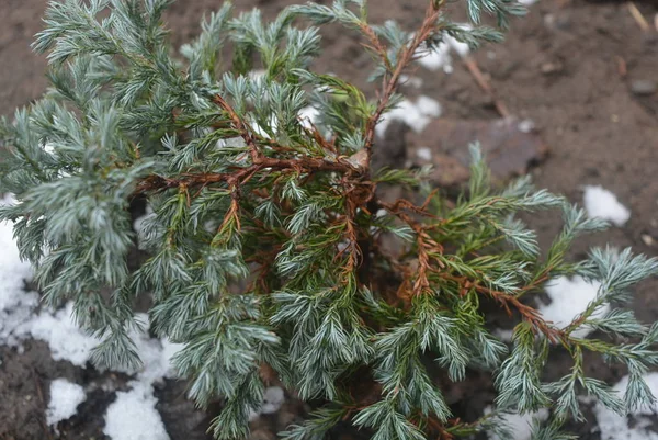 非常不寻常的户外花 柏树波莱瓦尔德是灿烂的冬天后融化的雪 — 图库照片