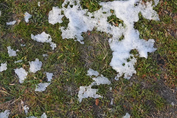 非常年轻的多汁的绿春草在融化的雪和光线 一个美丽的自然背景 — 图库照片