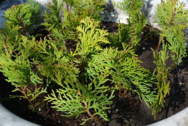 Birçok güzel parlak küçük TUI aurena nana Sun büyük bir metal tencerede döktü