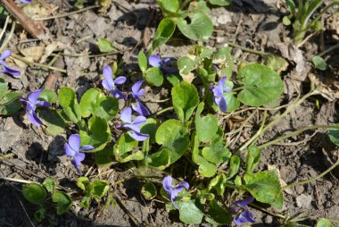 Bahar güneşi, erken mor çiçekler, prolisk, kokulu Menekşe parlak ve renkli kardelen