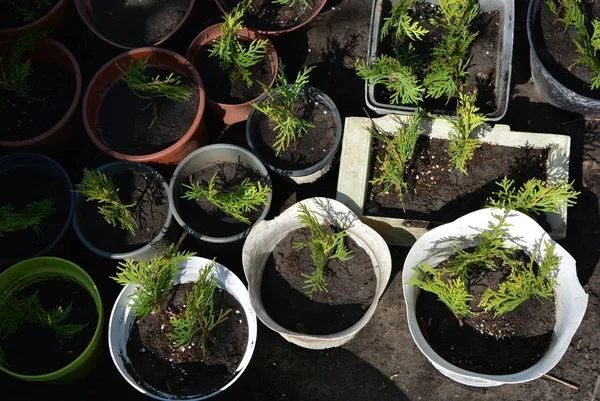 Brillante Colorida Tui Auren Nana Plantada Pequeñas Macetas Plástico Plántulas — Foto de Stock