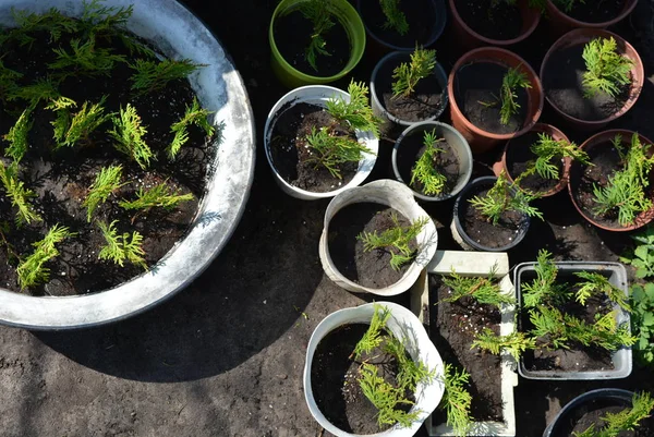 Tui Auren Nana Brilhante Colorido Plantado Pequenos Vasos Plástico Mudas — Fotografia de Stock