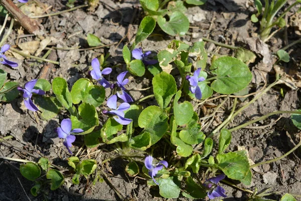 Bahar güneşi, erken mor çiçekler, prolisk, kokulu Menekşe parlak ve renkli kardelen