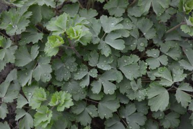 Yere güzel yeşil yapısal yaprakları, bahar ve renkli