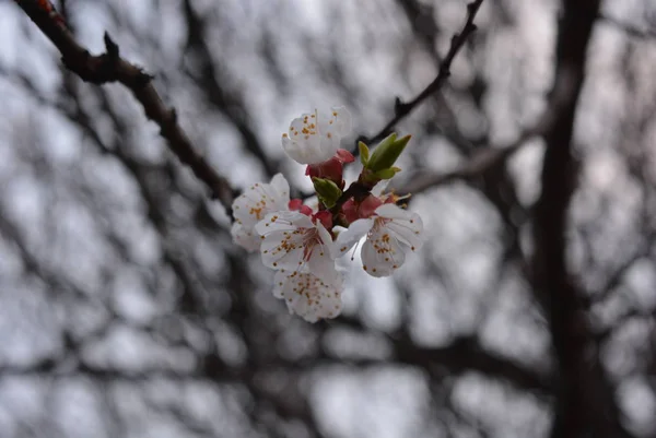 Весняне Молоде Дерево Красивими Суцвіттями Період Цвітіння Абрикосів Красиві Білі — стокове фото