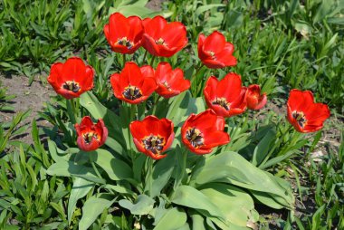 Bahar güneşi ışınları altında yerde parlak kırmızı Tulpan güzel çalılar. Bahar çiçekleri, parlak renkli çiçekler lale ile yaban hayatı.
