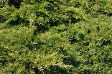 Güzel, parlak ardıç çalıları, selvi. ParkBahçe, mevsimlik dacha, doğal doğa. Yeşil arka plan güzelliği.