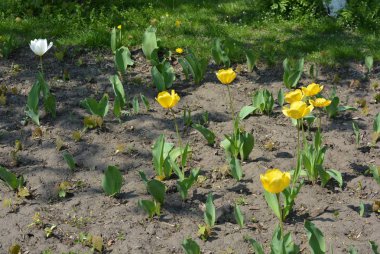 Nadiren bahar çiçekleri çalılar dikilmiş, güneş ışınları gri toprak bir arka plan üzerinde sarı lale tomurcukları
