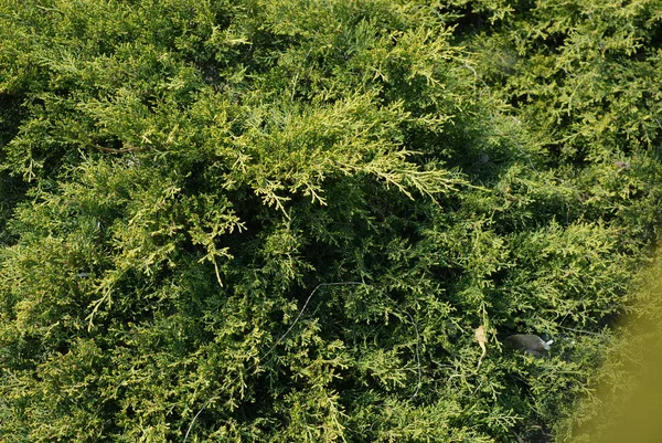Hermosos Brillantes Arbustos Enebro Ciprés Jardinería Del Parque Dacha Temporada — Foto de Stock