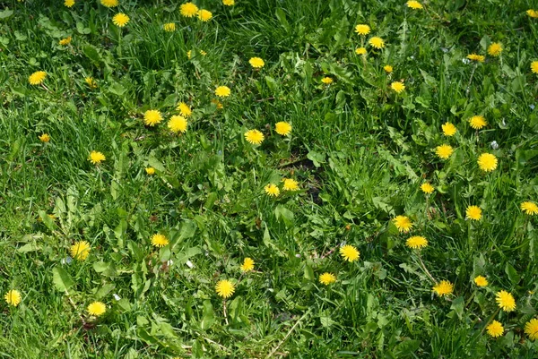 Beautiful lush grass, lawn grass with yellow wildflowers. Dandelion is a yellow perennial plant.