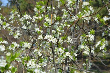 Bahar çiçekleri ve ağaçlar, çiçekli kiraz ağaçları, bahar güneşinde dallarda ve ağaç gövdelerinde bir sürü beyaz çiçek