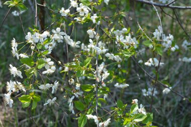 Bahar çiçekleri ve ağaçlar, çiçekli kiraz ağaçları, bahar güneşinde dallarda ve ağaç gövdelerinde bir sürü beyaz çiçek