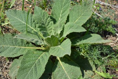 Çayırda güzel büyük yaprakları ile çok güzel orman çiçek