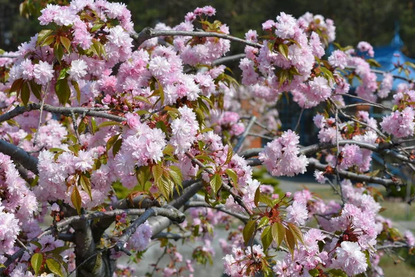 アーモンドの木 ピンクの桜 芽の豪華な景色を持つ装飾アーモンドの木の美しい明るいピンクの花 — ストック写真