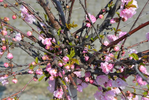 アーモンドの木 ピンクの桜 芽の豪華な景色を持つ装飾アーモンドの木の美しい明るいピンクの花 — ストック写真